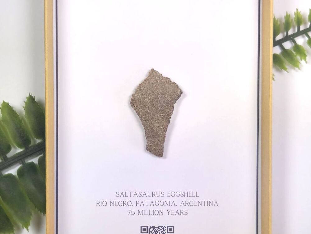 Saltasaurus Sauropod Eggshell (Gift Boxed)