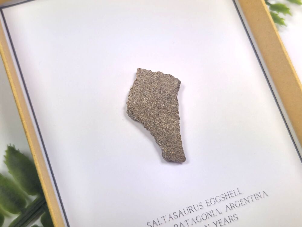 Saltasaurus Sauropod Eggshell (Gift Boxed)