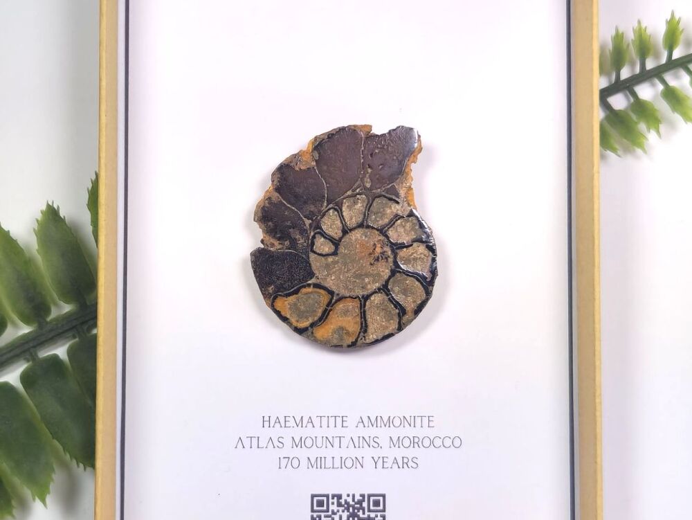 Cut & Polished Ammonite (Gift Boxed)