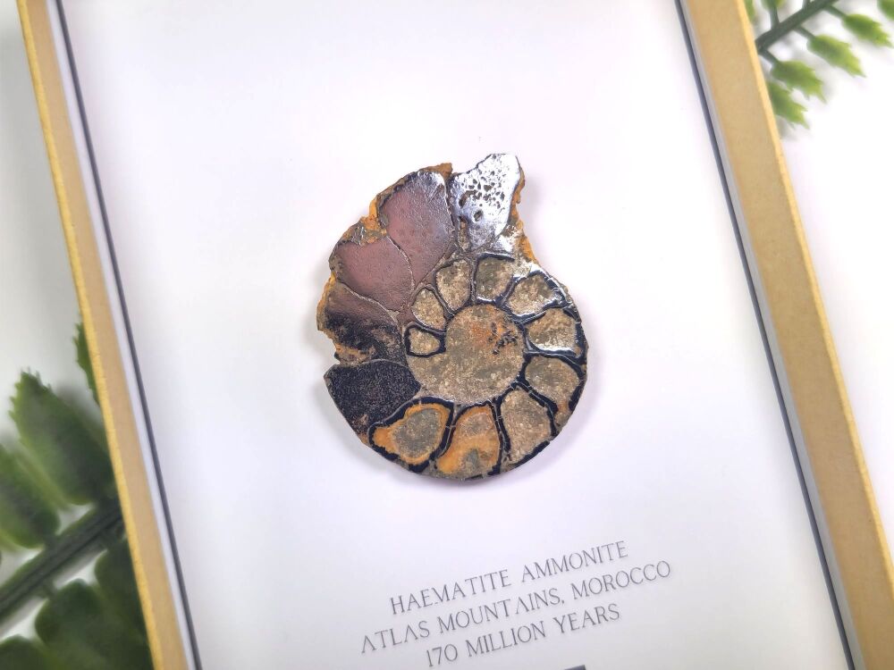 Cut & Polished Ammonite (Gift Boxed)