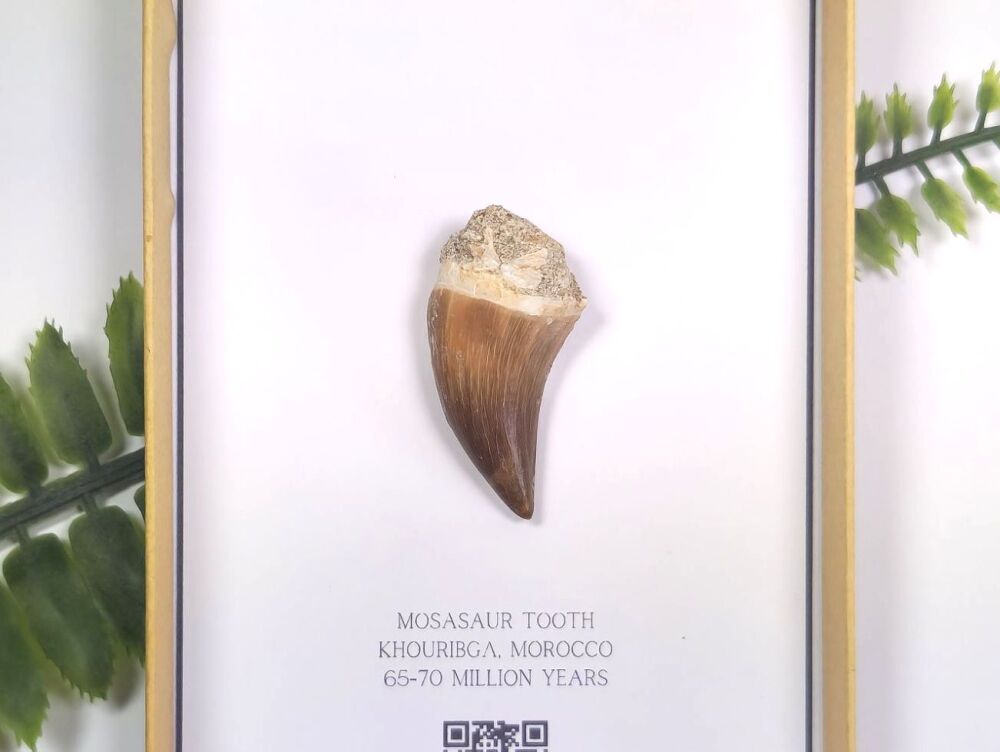 Mosasaur Tooth (Gift Boxed)