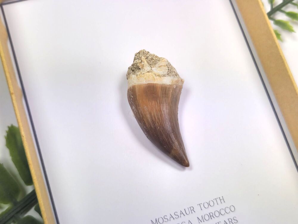 Mosasaur Tooth (Gift Boxed)