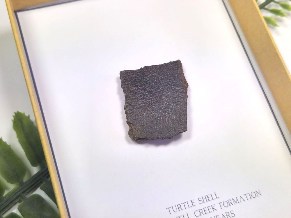 Hell Creek Turtle Shell (Gift Boxed)
