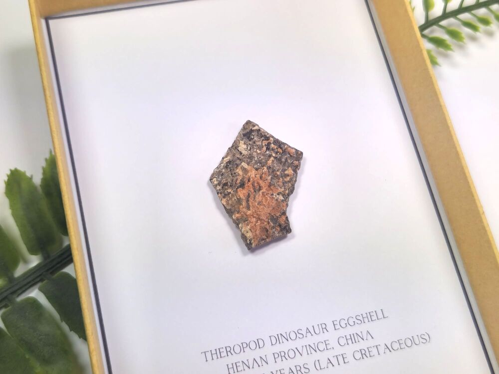 Theropod Dinosaur Eggshell (Gift Boxed)