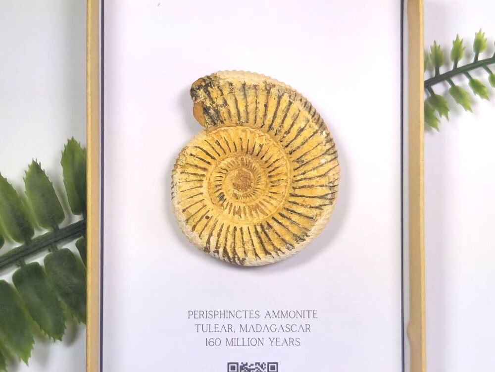 Perisphinctes Ammonite (Gift Boxed)