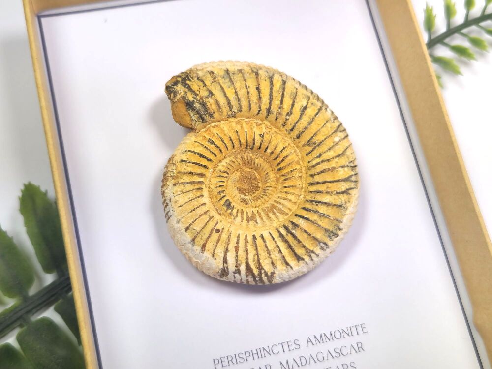 Perisphinctes Ammonite (Gift Boxed)