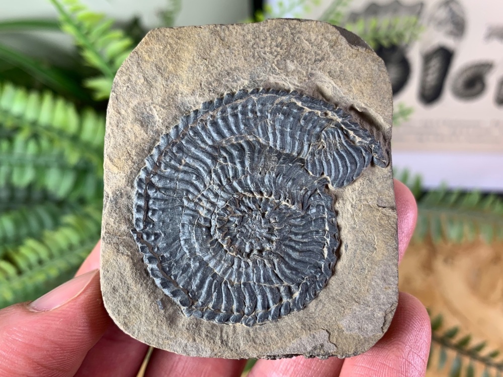Triassic Trachyceras multituberculatum Ammonoid (China) #03