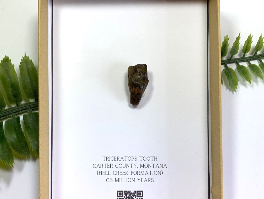 Triceratops Tooth (Gift Boxed)