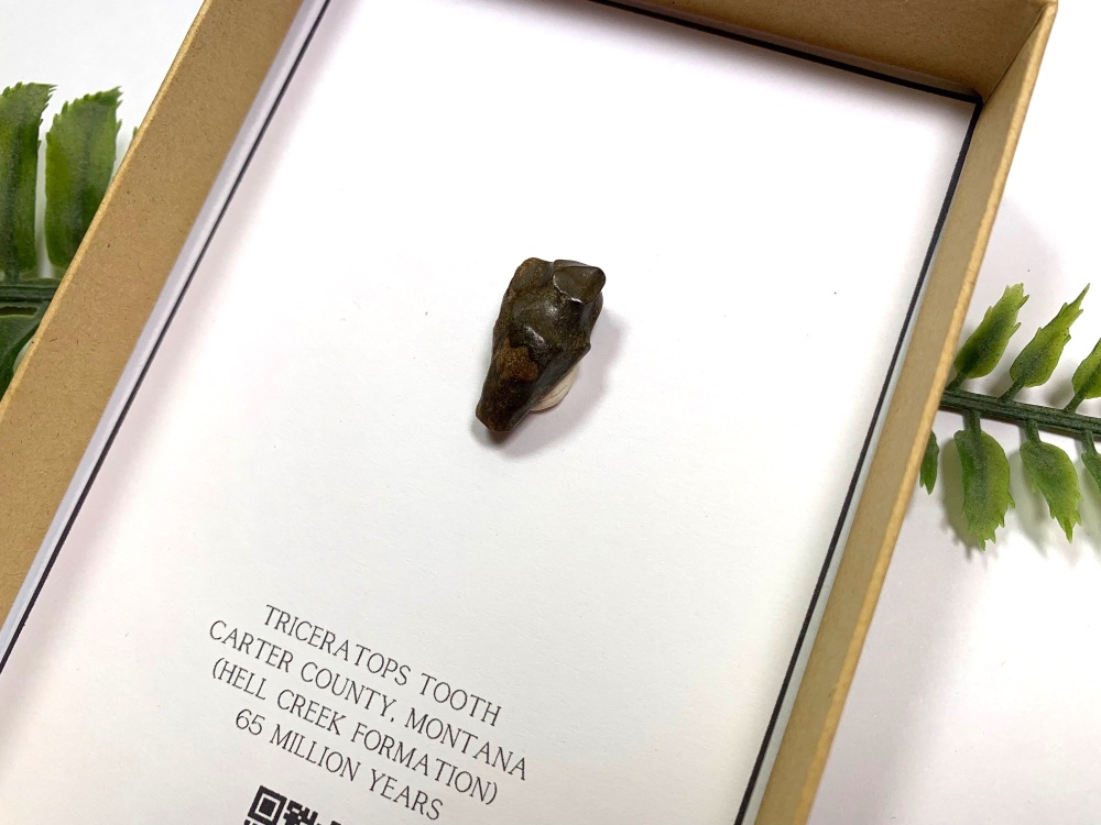 Triceratops Tooth (Gift Boxed)