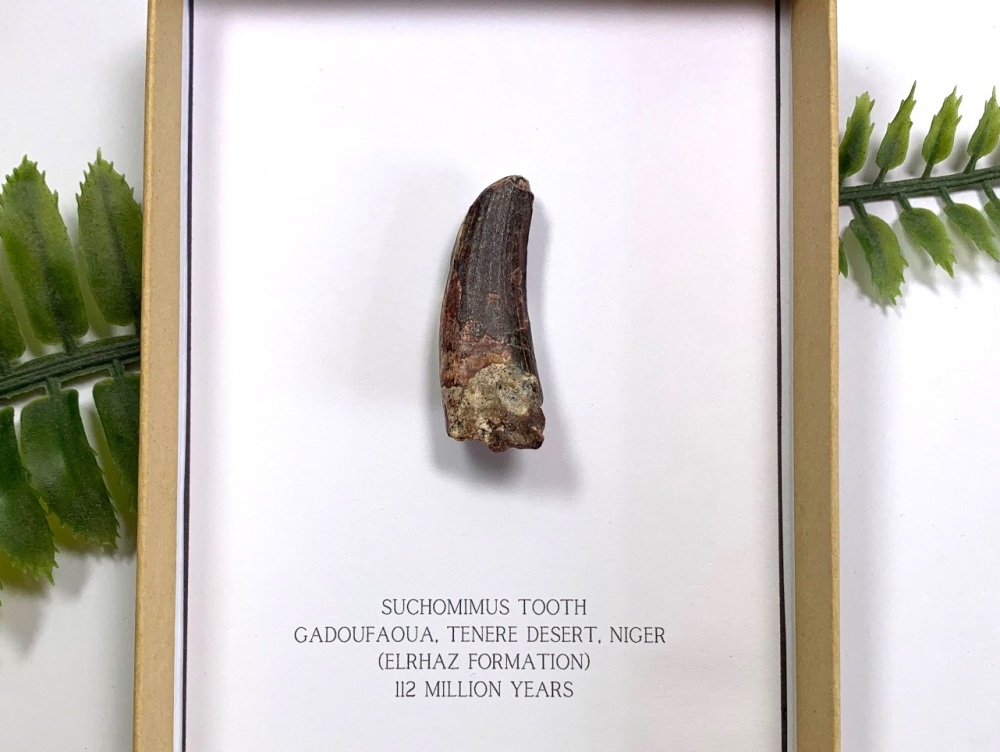 Suchomimus Tooth (Gift Boxed)