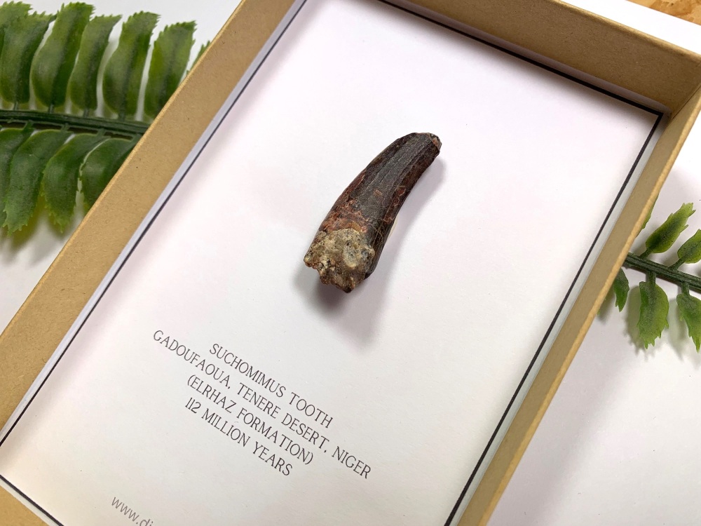 Suchomimus Tooth (Gift Boxed)