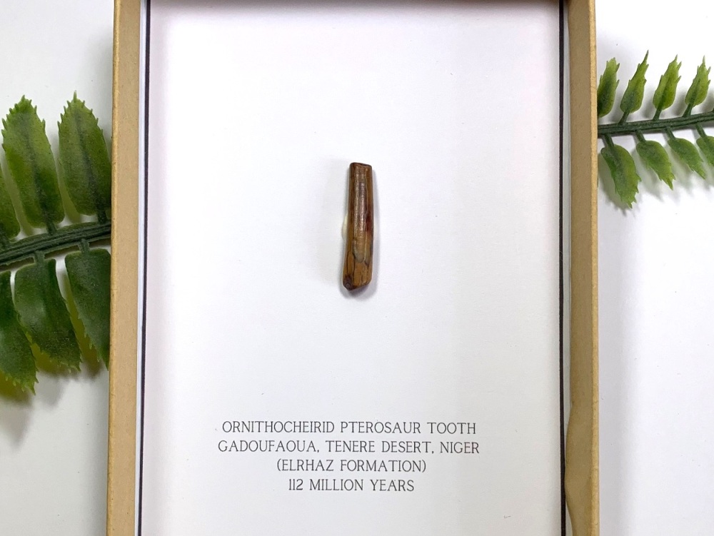Ornithocheirid Pterosaur Tooth (Gift Boxed)