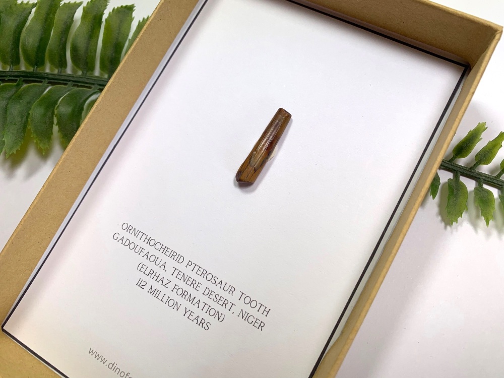 Ornithocheirid Pterosaur Tooth (Gift Boxed)