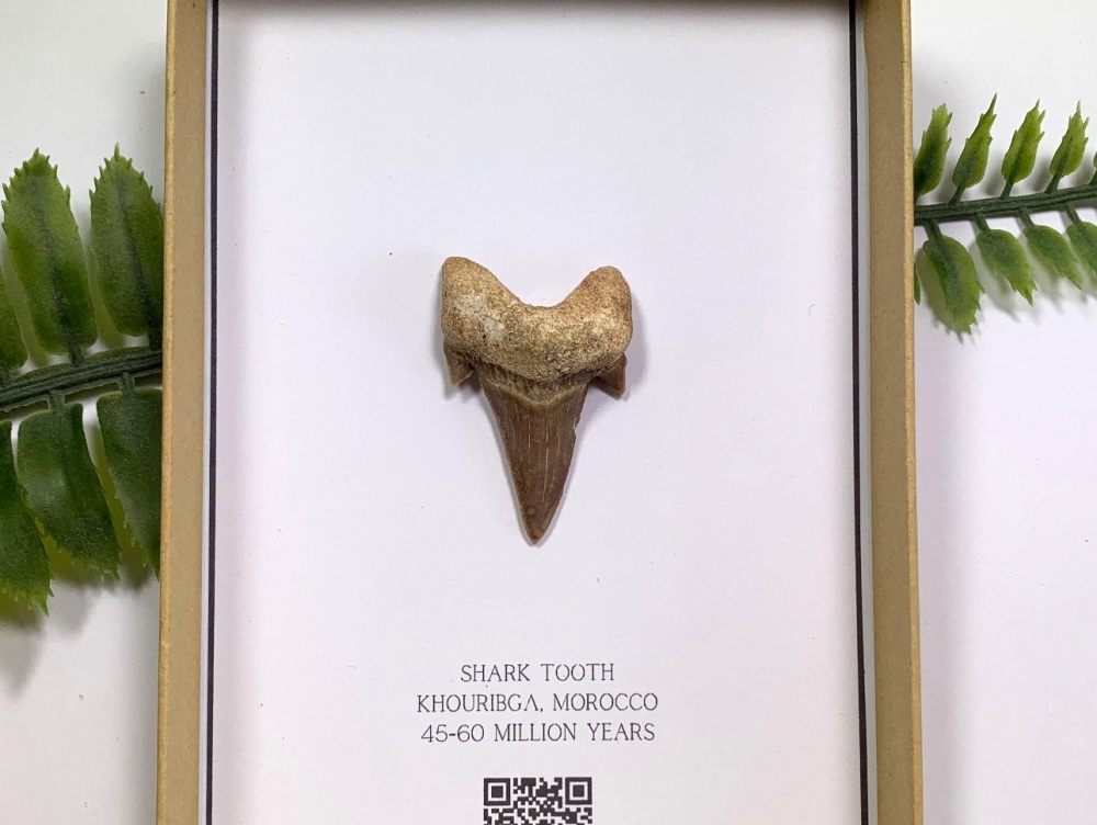 Shark Tooth - Otodus obliquus (Gift Boxed)