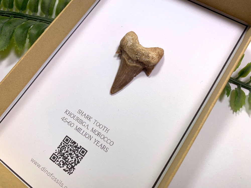 Shark Tooth - Otodus obliquus (Gift Boxed)