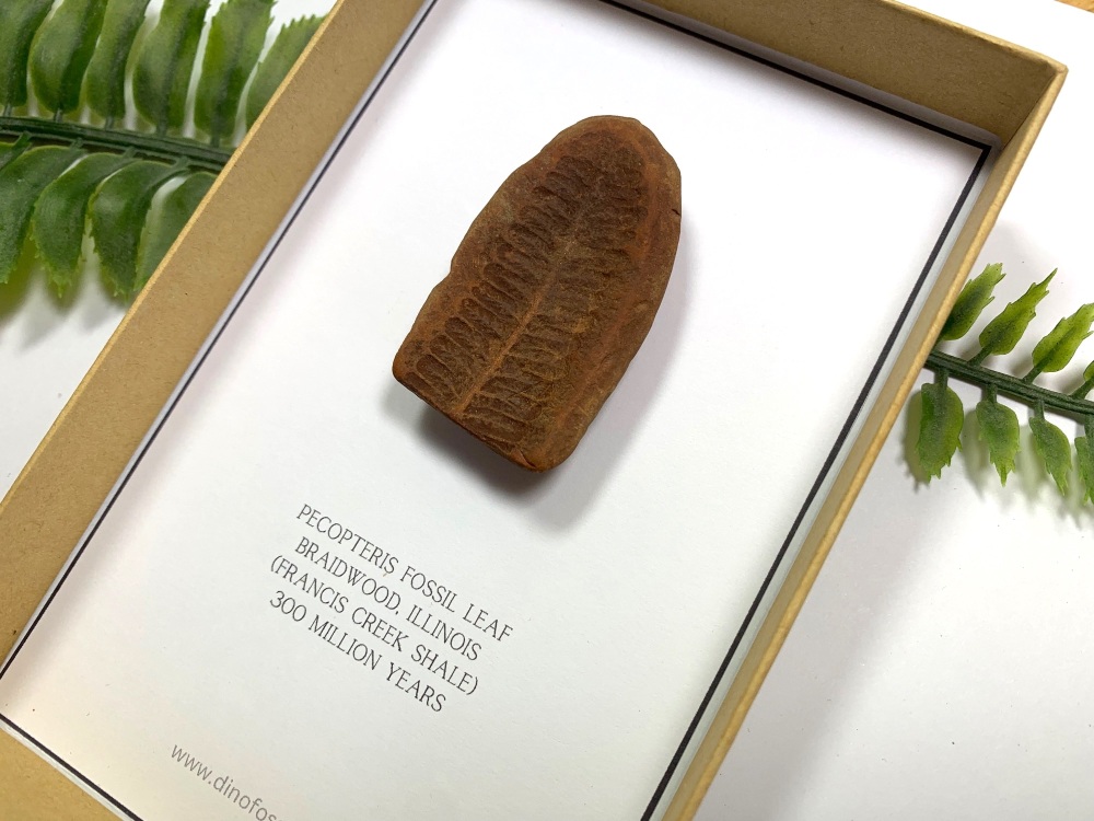 Carboniferous Fossil Leaf (Gift Boxed)