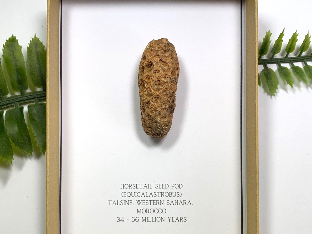 Fossil Seed Pod (Gift Boxed)