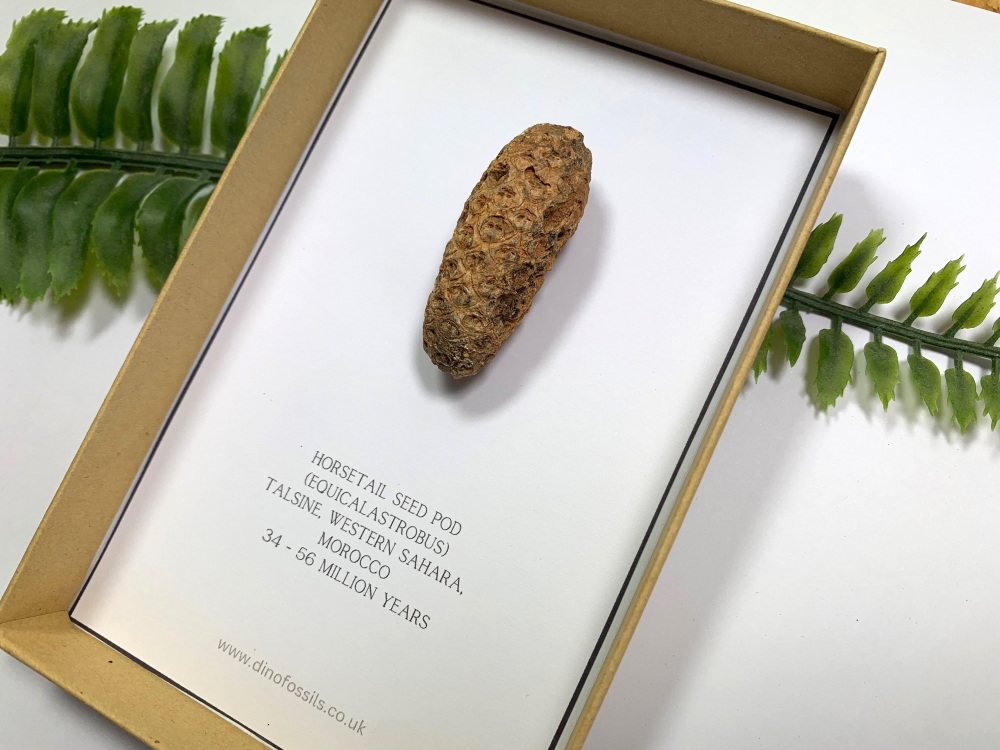 Fossil Seed Pod (Gift Boxed)