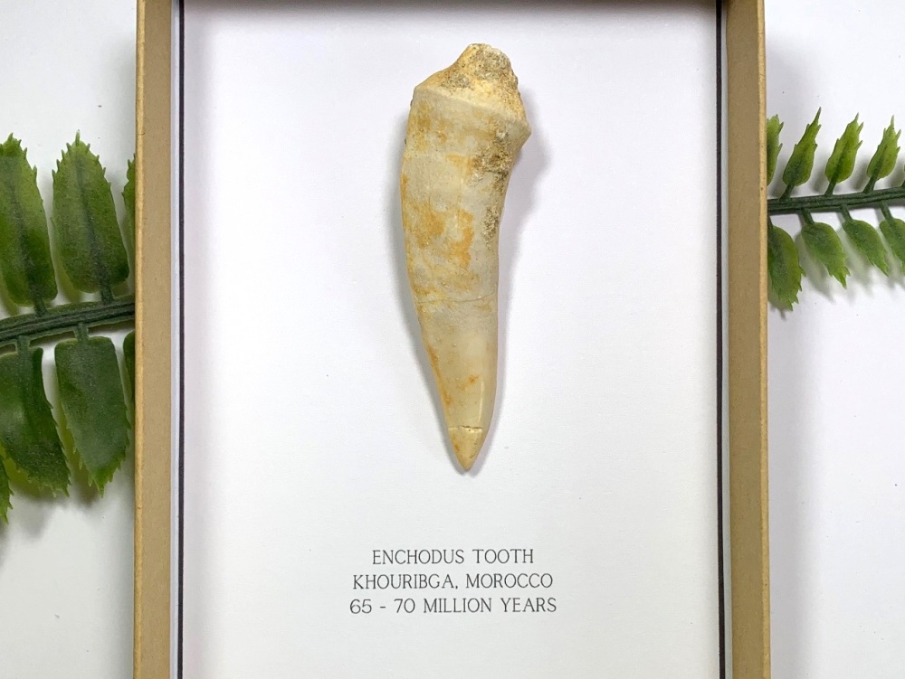 Enchodus Fish Tooth (Gift Boxed)