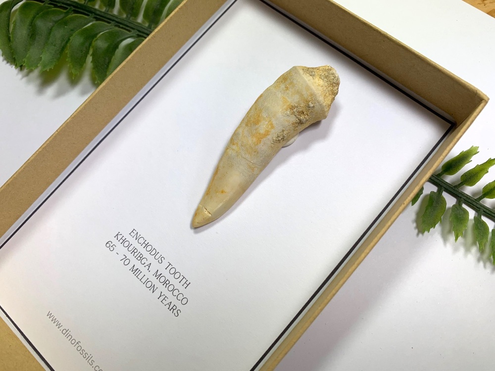 Enchodus Fish Tooth (Gift Boxed)