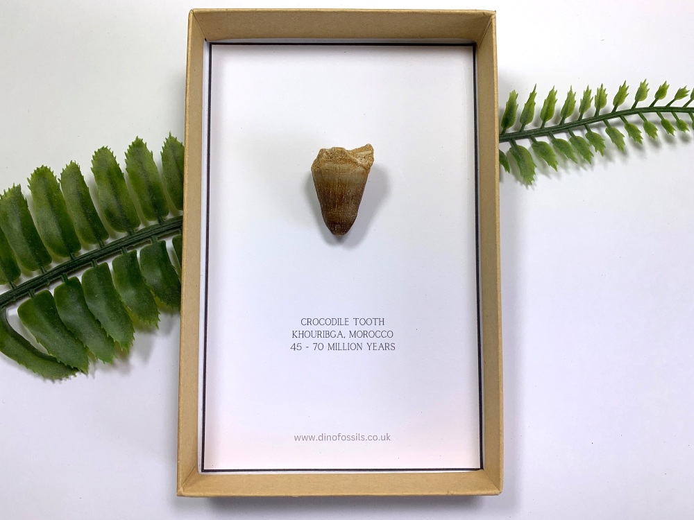 Crocodile Tooth (Gift Boxed)
