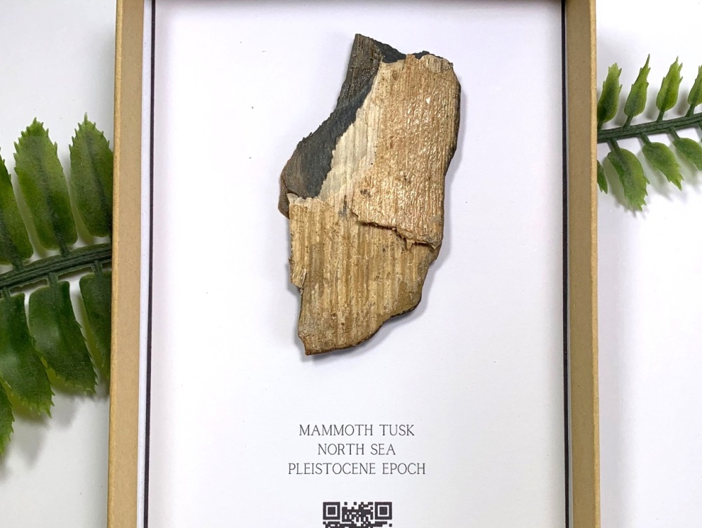 Mammoth Tusk (Gift Boxed)