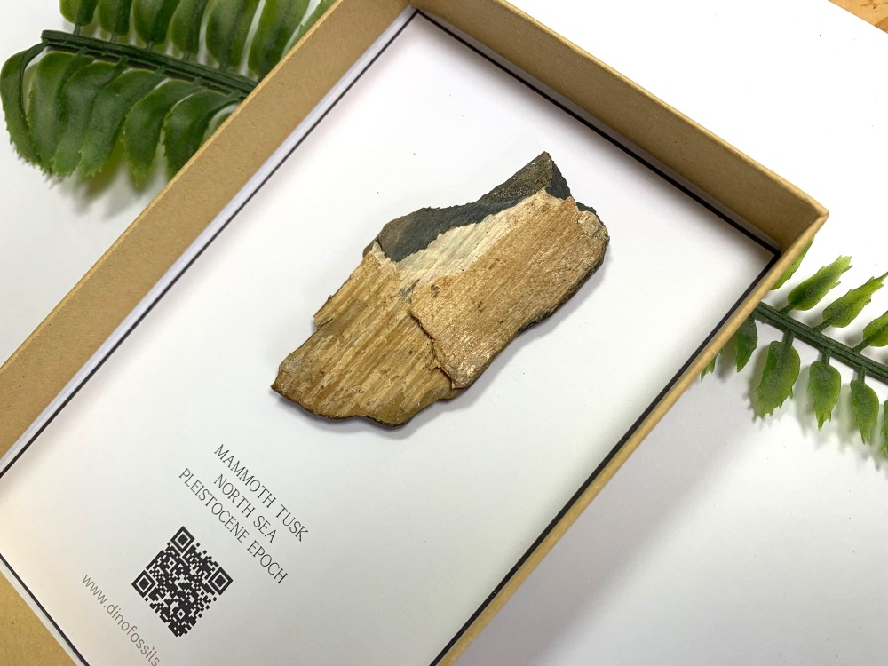 Mammoth Tusk (Gift Boxed)