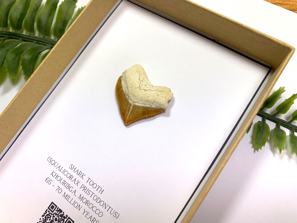 Shark Tooth - Squalicorax pristodontus (Gift Boxed)