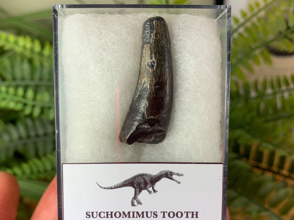 Suchomimus Tooth - 1.56 inch #26