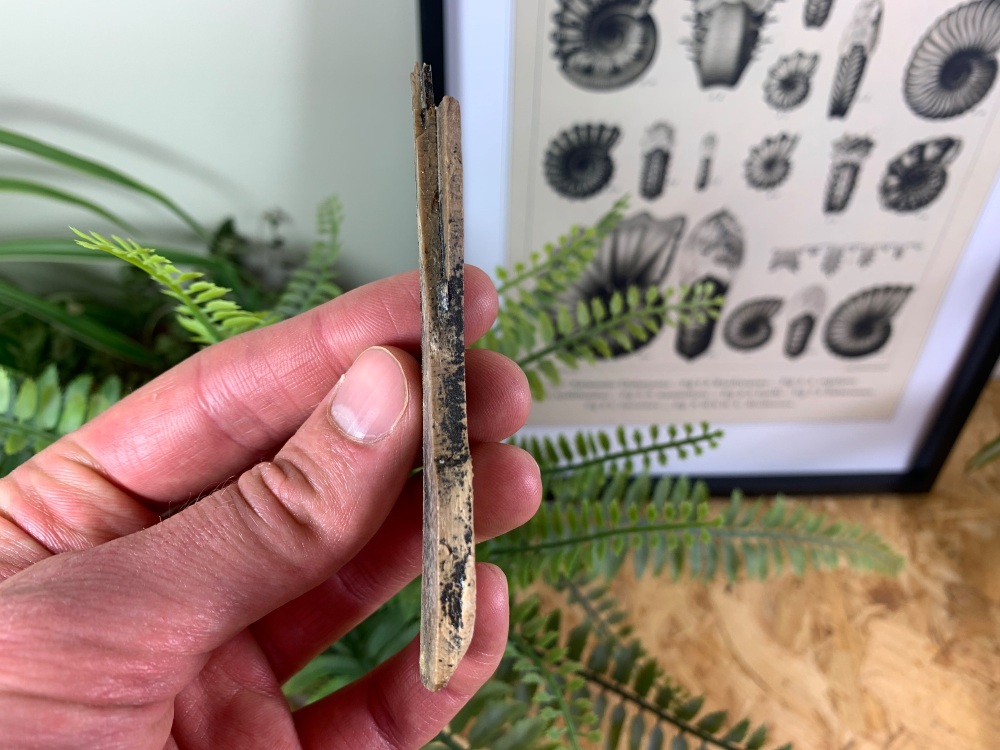 Woolly Mammoth Tusk #12