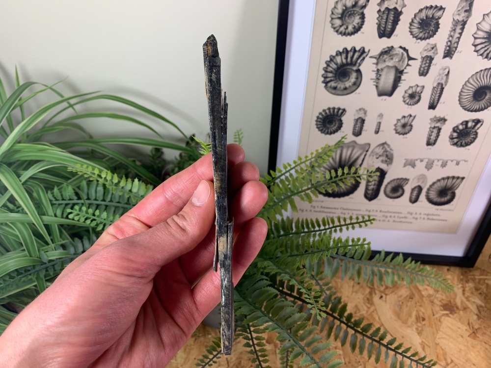 Woolly Mammoth Tusk #13