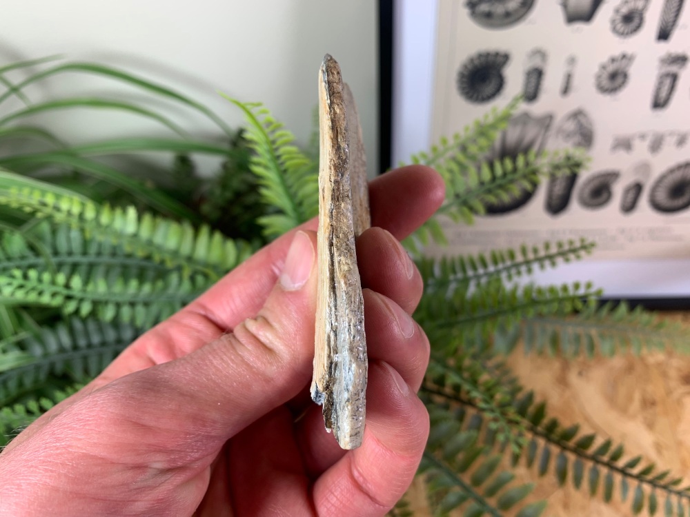 Woolly Mammoth Tusk #14