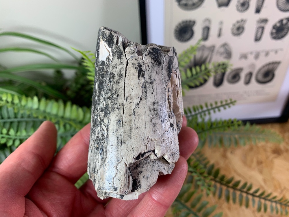 Woolly Mammoth Tusk #15