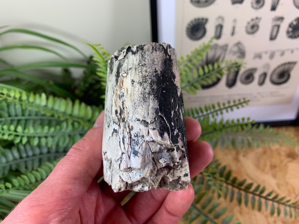 Woolly Mammoth Tusk #15