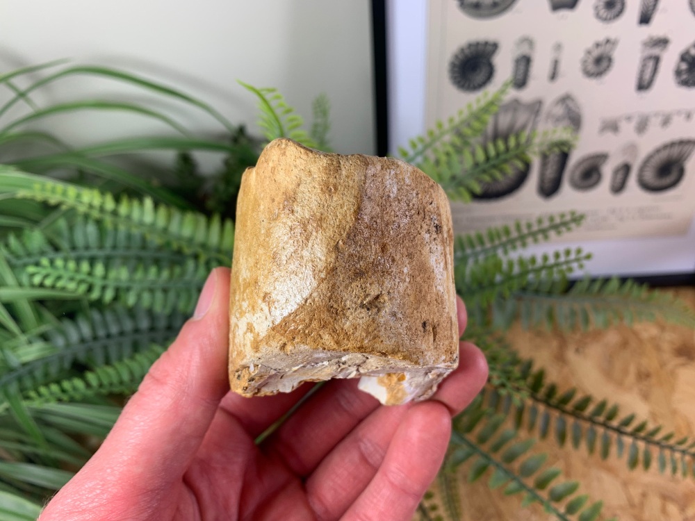 Woolly Mammoth Tusk #16