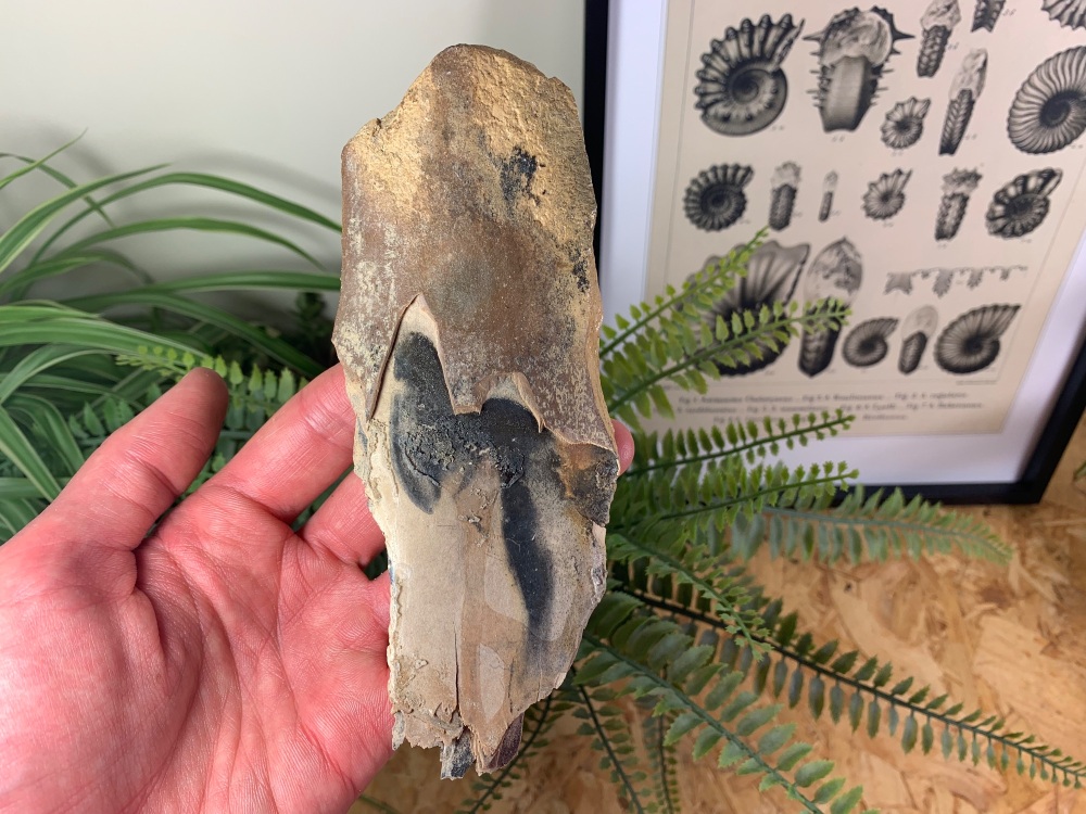 Woolly Mammoth Tusk #17