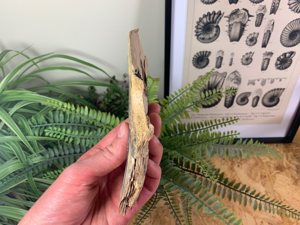 Woolly Mammoth Tusk #17