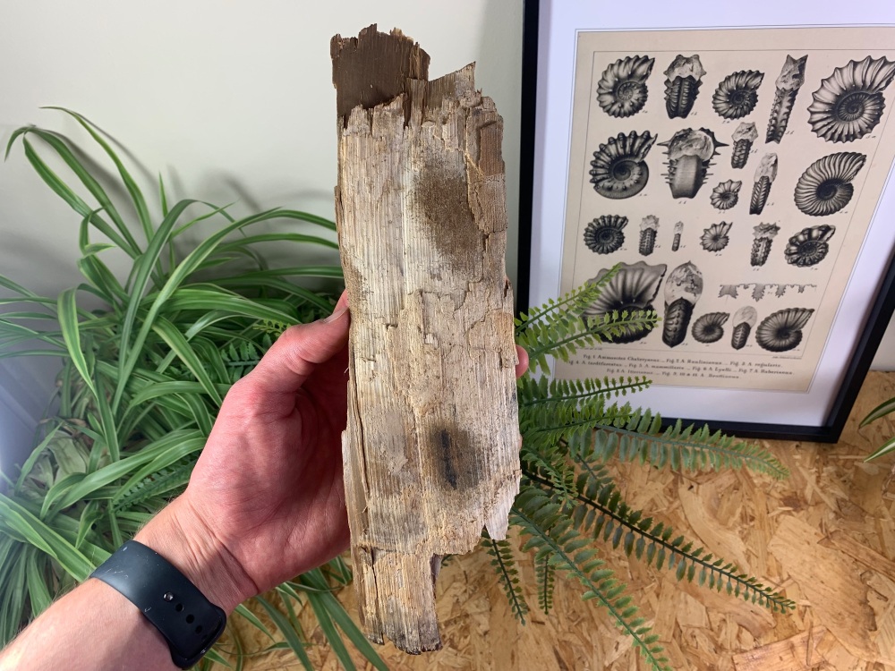 Woolly Mammoth Tusk #18