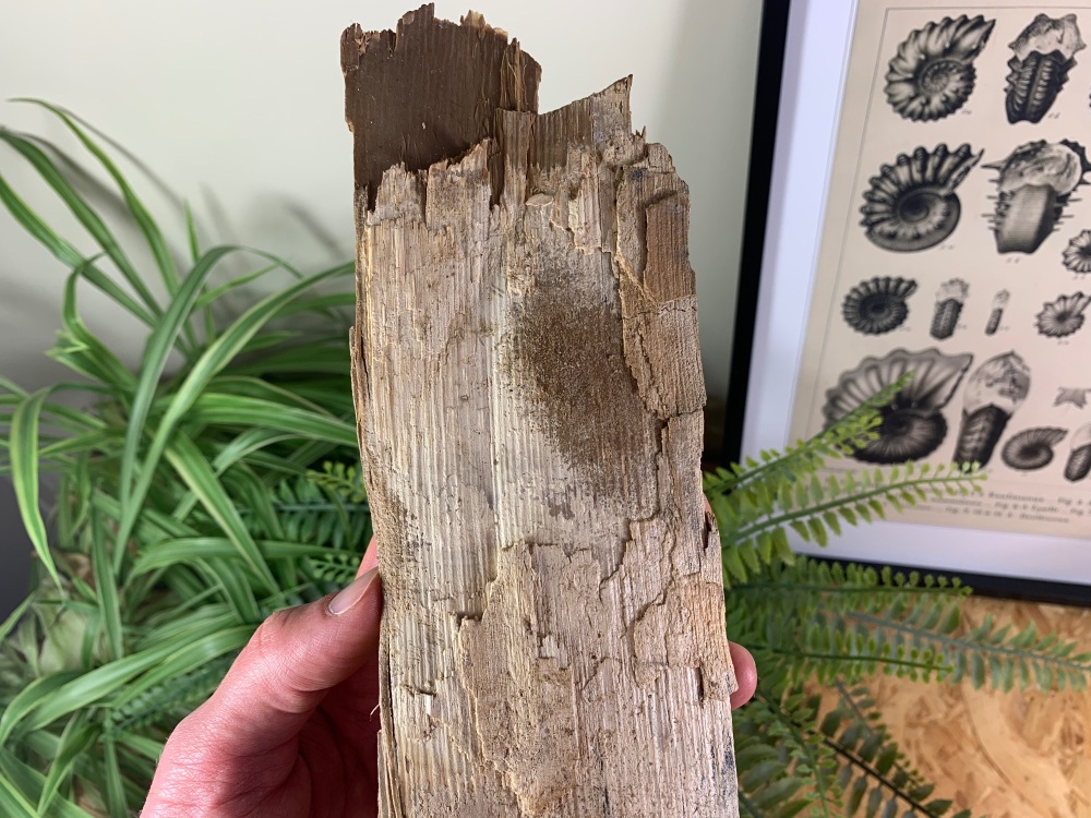 Woolly Mammoth Tusk #18