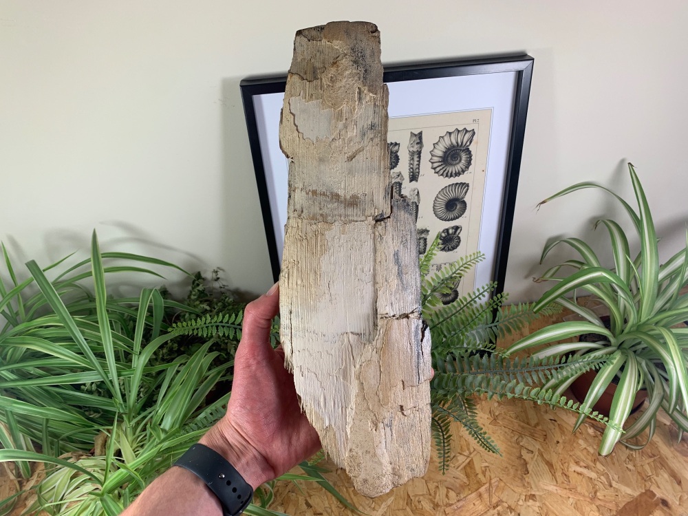 Woolly Mammoth Tusk #19