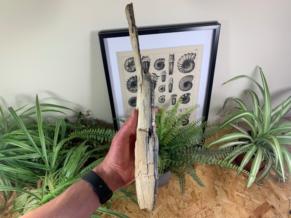 Woolly Mammoth Tusk #19