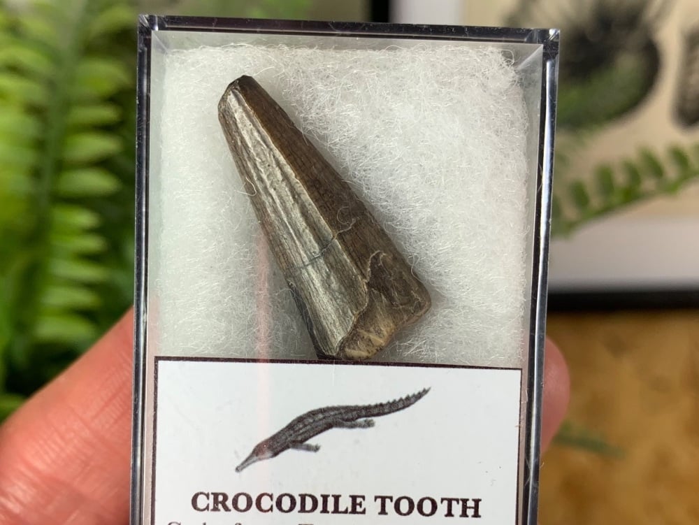 Crocodile Tooth (Niger) #02