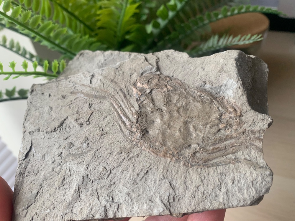 VERY RARE Oligocene Crab - Aschaffenburg, Germany