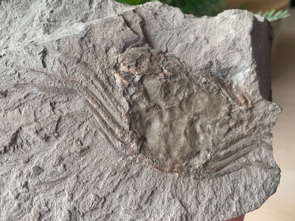 VERY RARE Oligocene Crab - Aschaffenburg, Germany