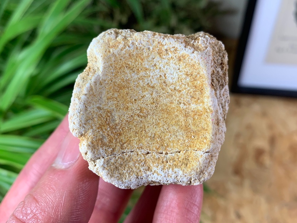 Mosasaur Vertebra #02