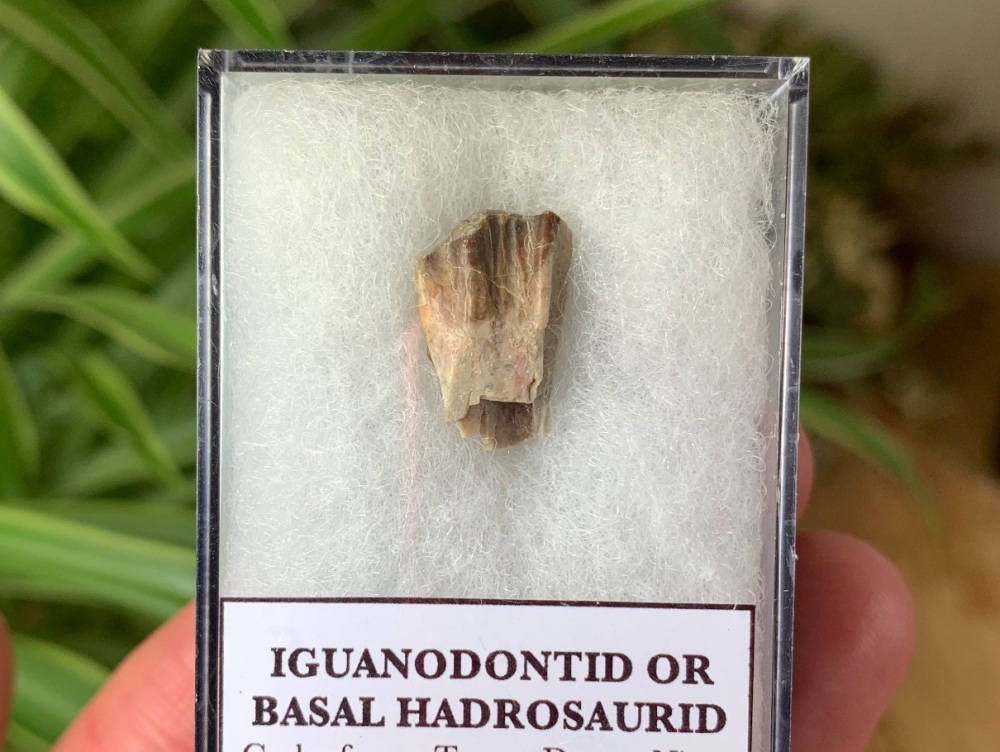 RARE Iguanodontid or Basal Hadrosaurid Tooth (Niger) #06