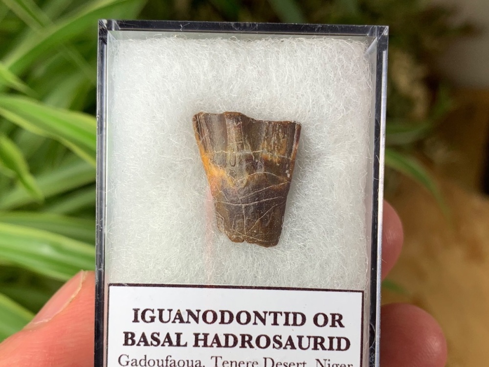 RARE Iguanodontid or Basal Hadrosaurid Tooth (Niger) #09
