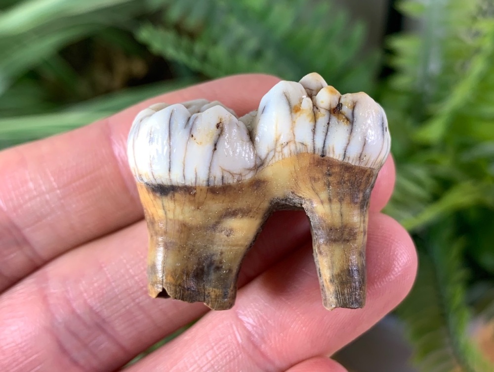 Ursus spelaeus Cave Bear Tooth (molar) #06
