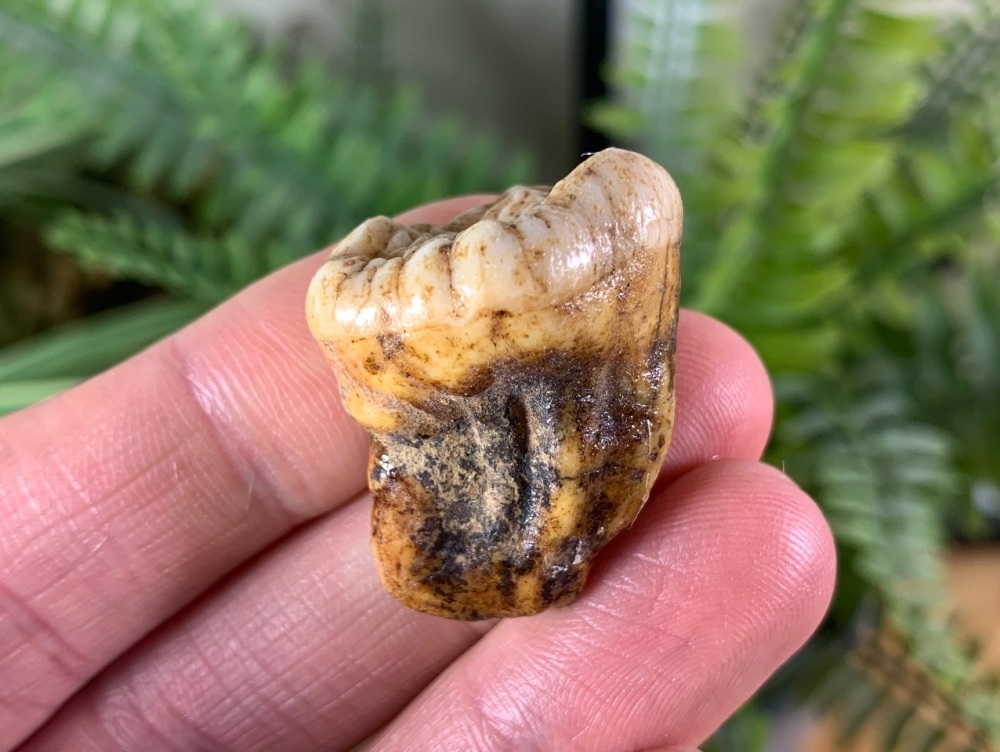 Ursus spelaeus Cave Bear Tooth (molar) #08