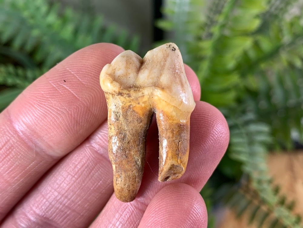 Ursus spelaeus Cave Bear Tooth (molar) #09